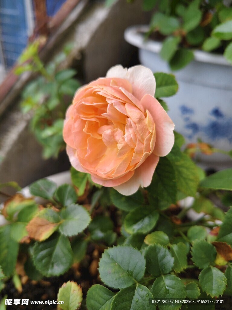 一朵月季花