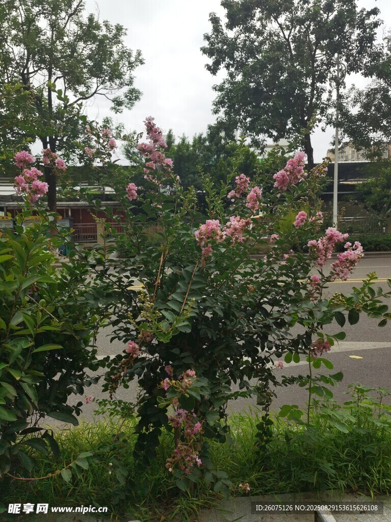 路边绽放的粉色花卉植物