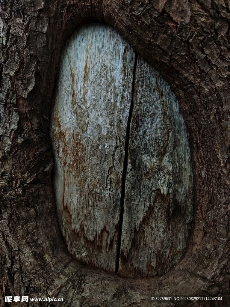 树干上的神秘木质纹理