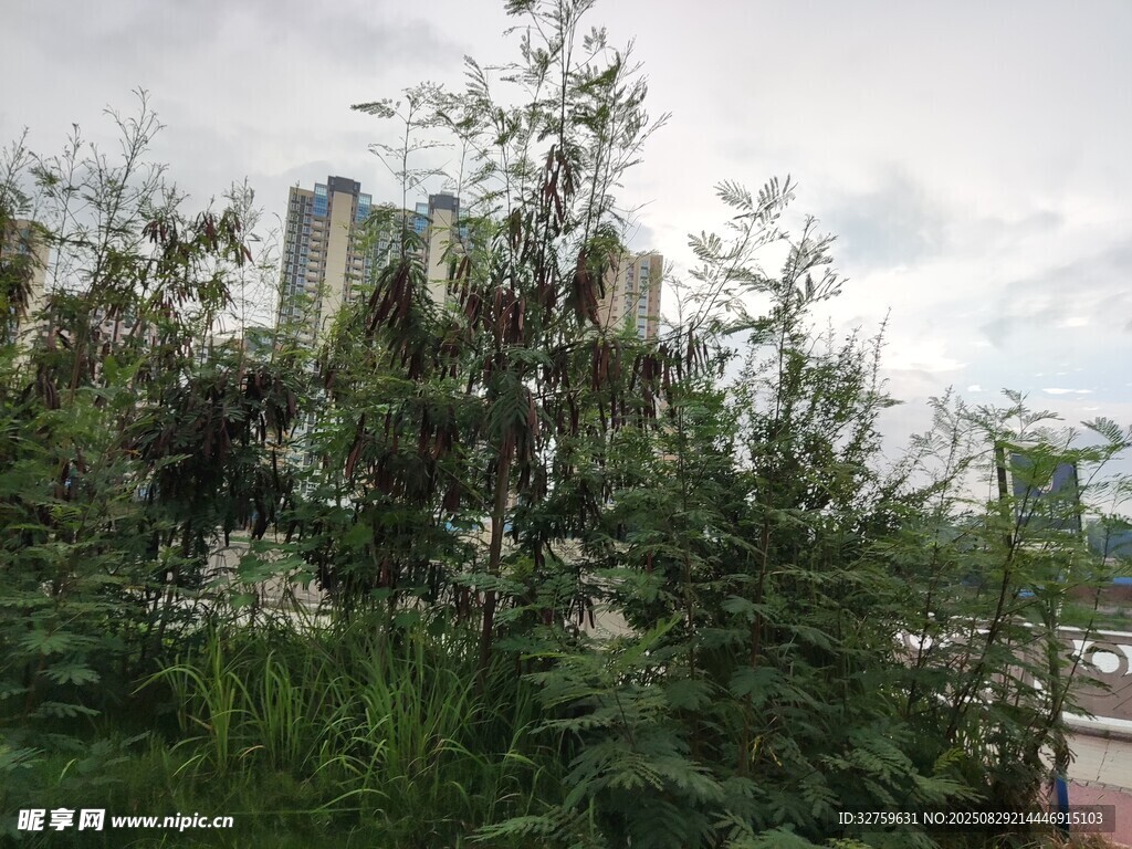 城市边的绿植景观