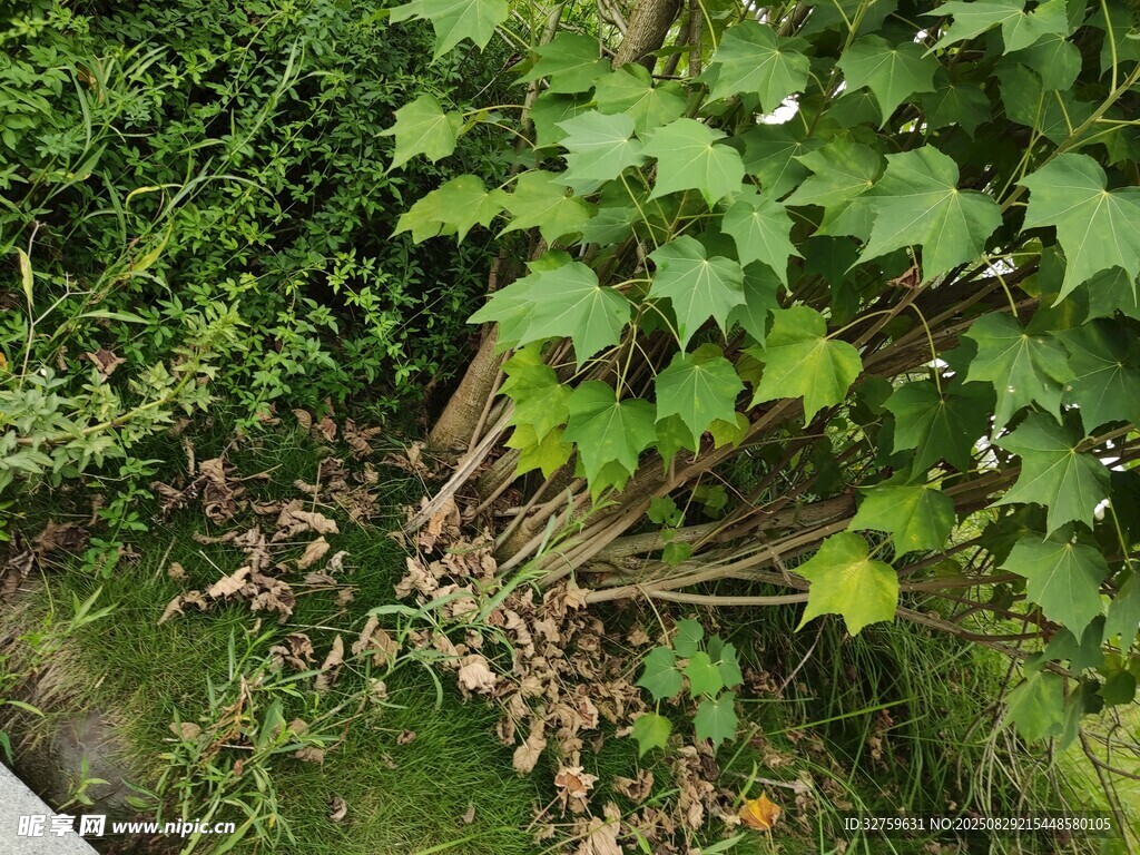 绿叶繁茂的植物景观