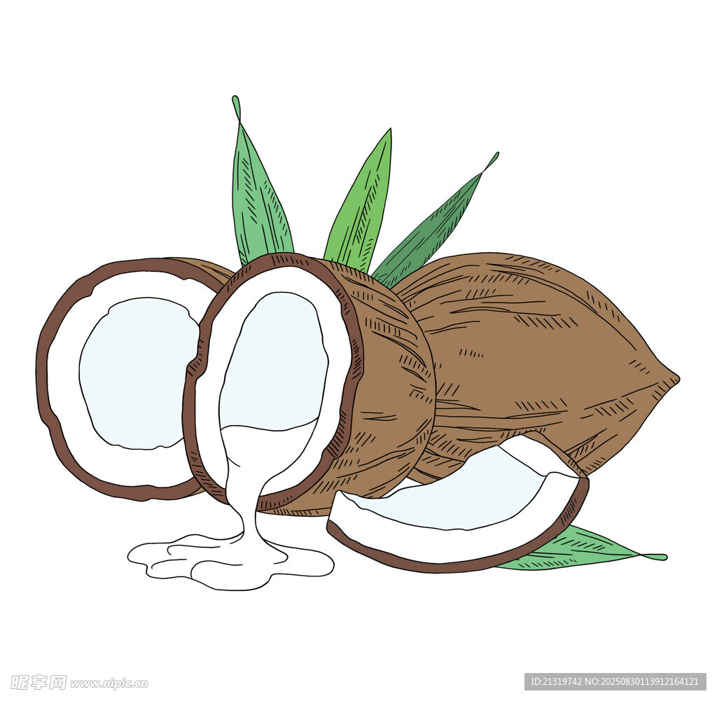 手绘椰子