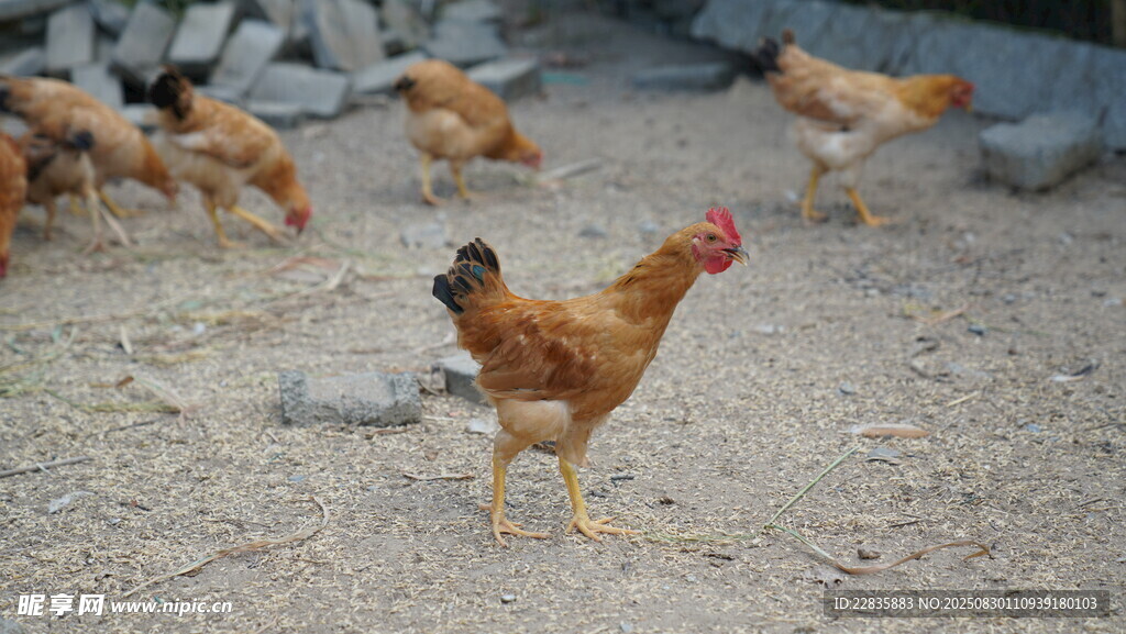 户外觅食的一群鸡
