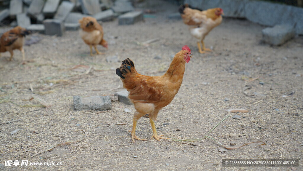 户外觅食的几只鸡