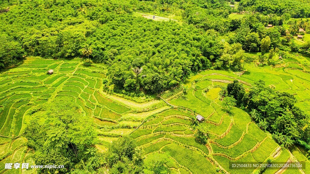 俯瞰翠绿梯田美景