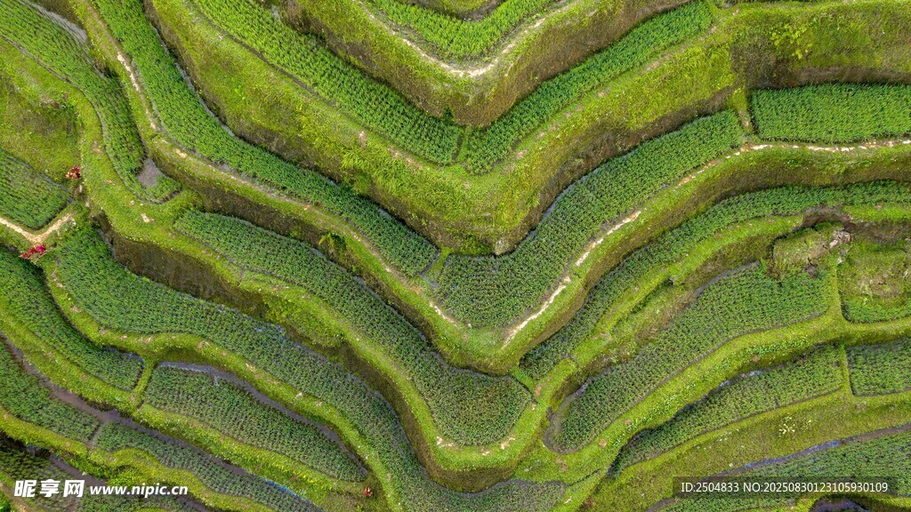 翠绿梯田景观