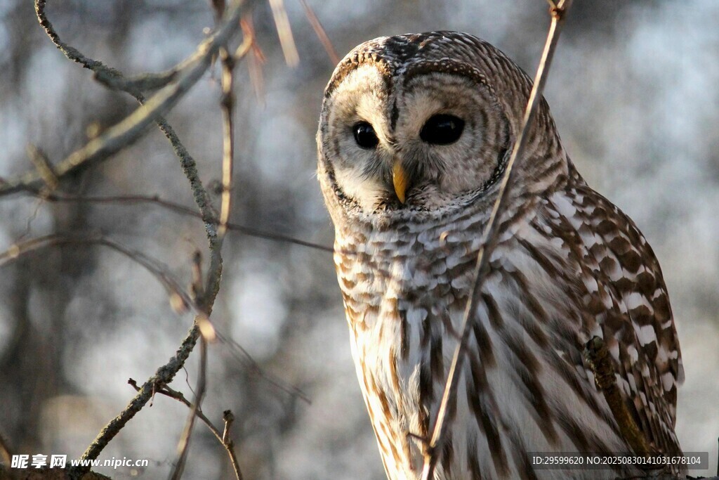 林中条纹猫头鹰