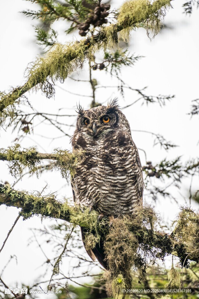 栖息于树枝上的神秘猫头鹰