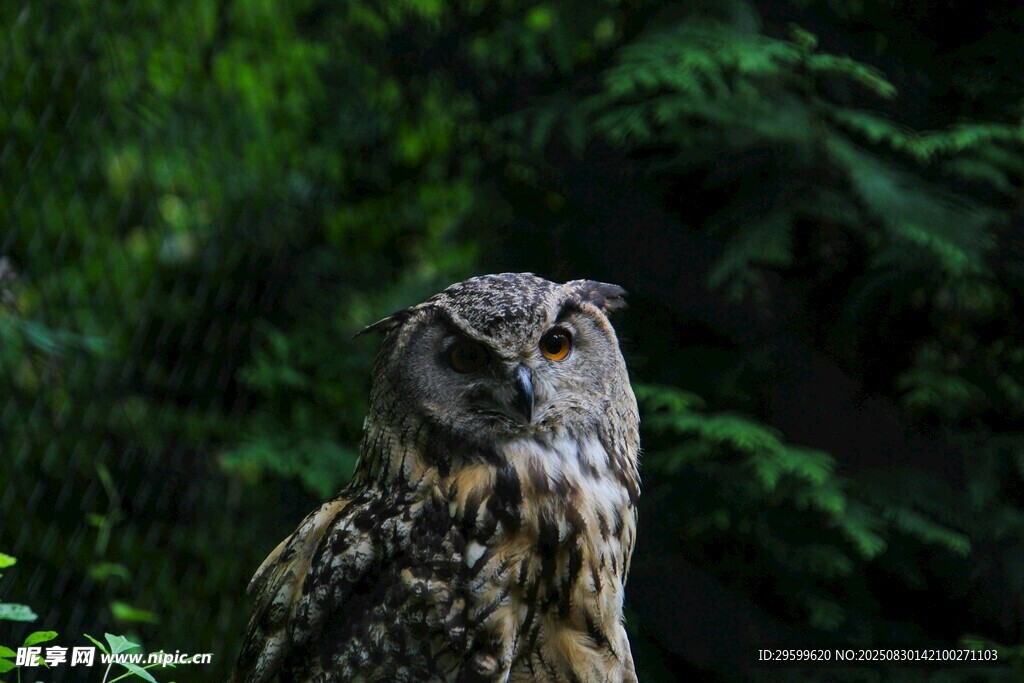 森林中的猫头鹰