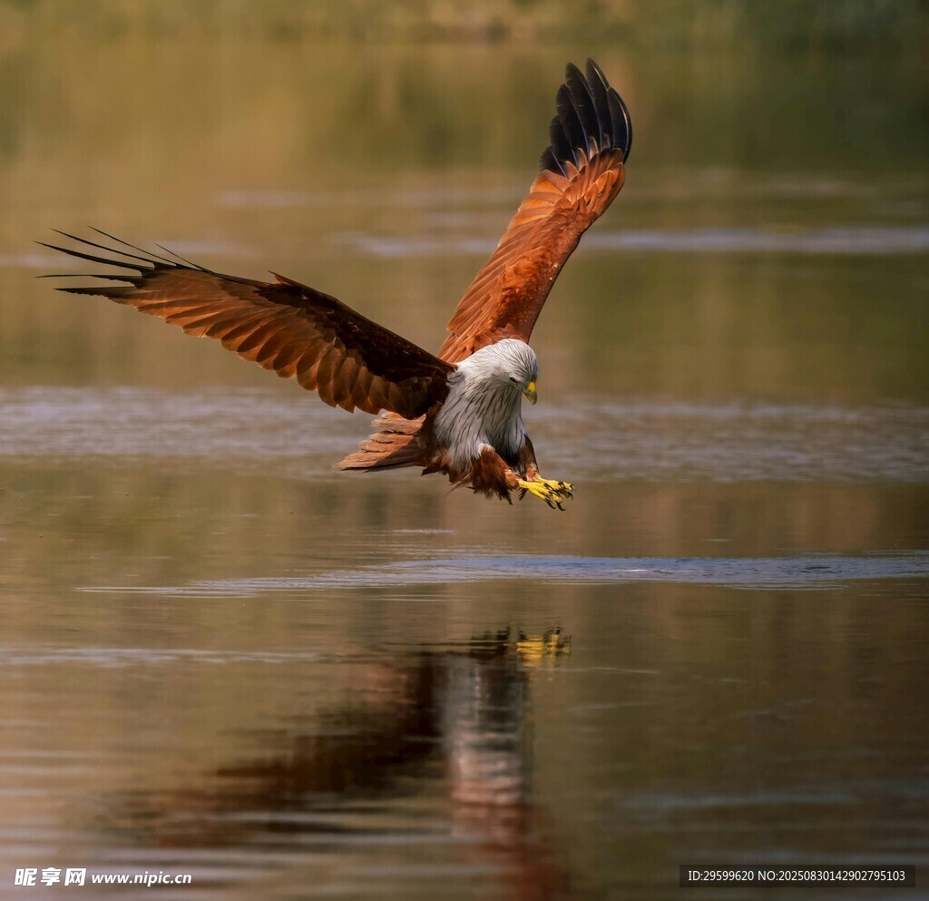 雄鹰水面捕食瞬间