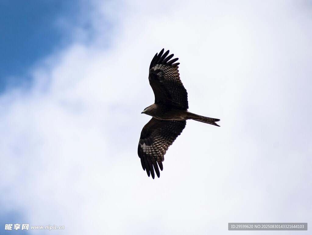 天空中翱翔的飞鸟