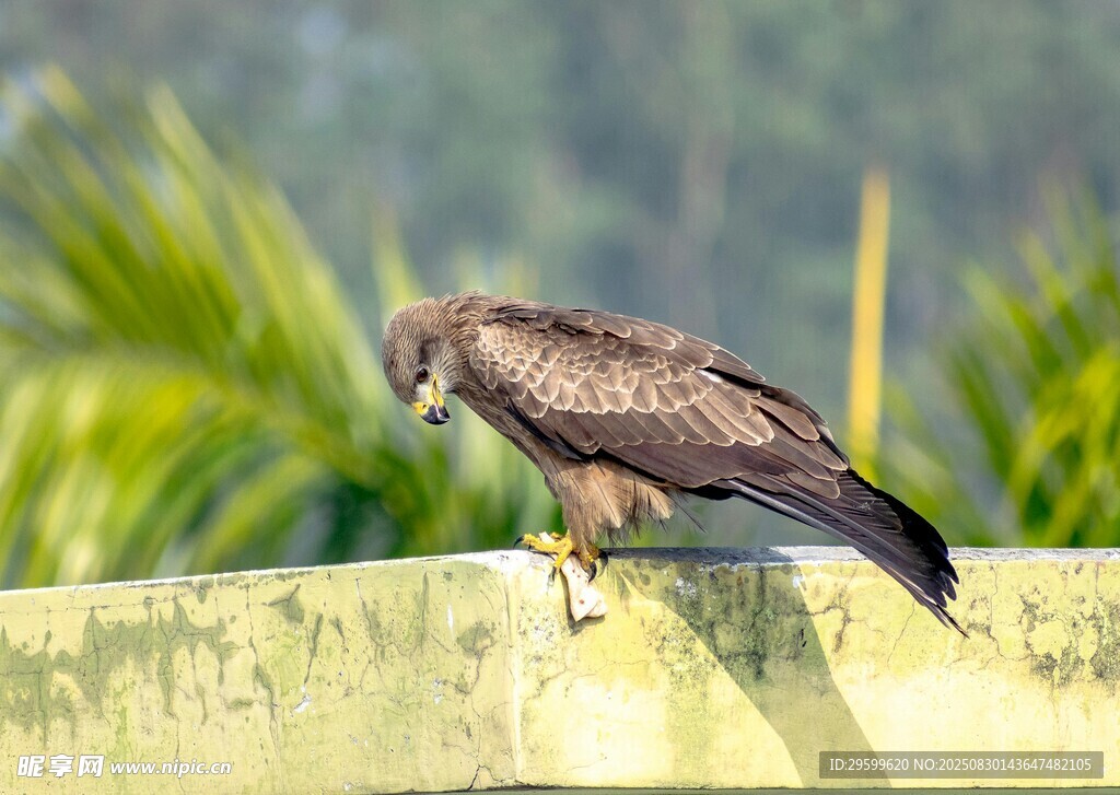 栖息于栏杆上的雄鹰