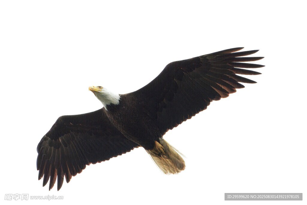 翱翔的白头海雕