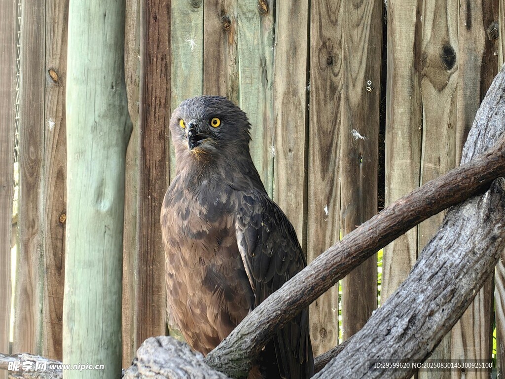 木栏旁栖于枝上的猛禽