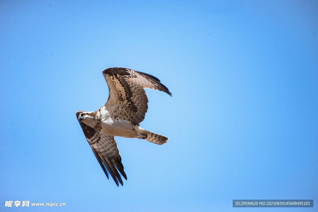 翱翔蓝天的矫健猛禽