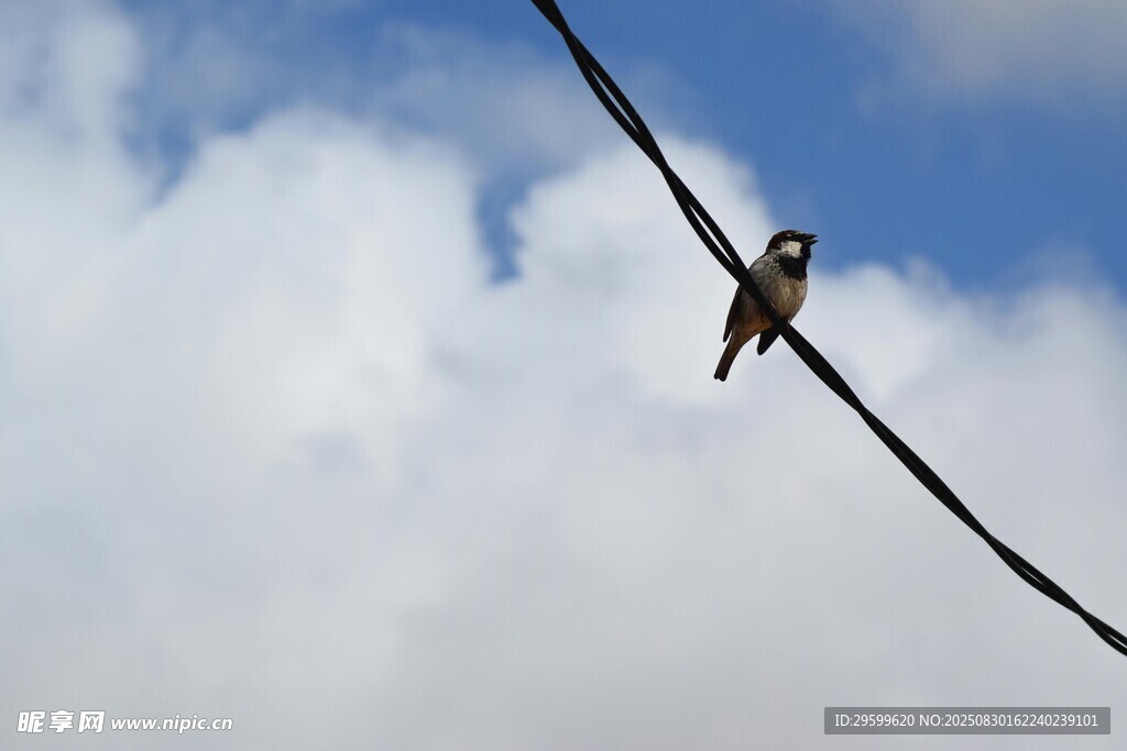 电线上休憩的小鸟