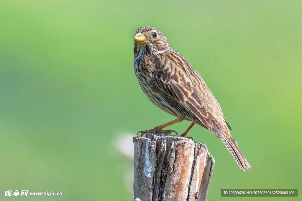 站在木桩上的小鸟