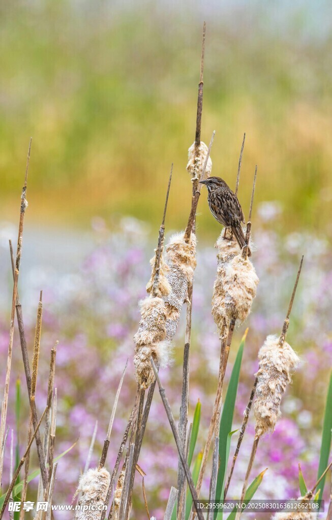 小鸟立于花草间