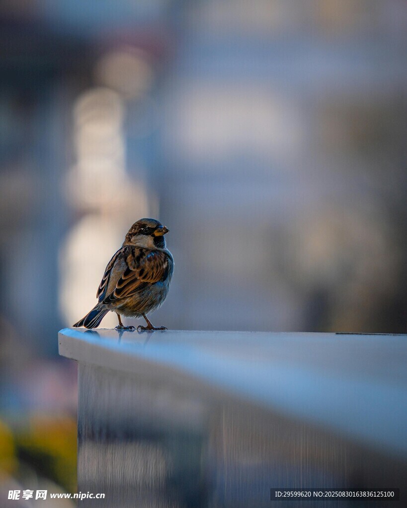 栏杆上的小鸟