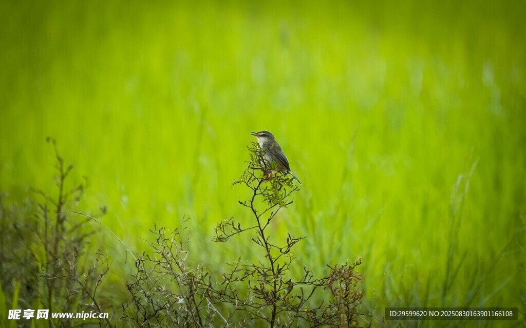 草丛中栖息的小鸟