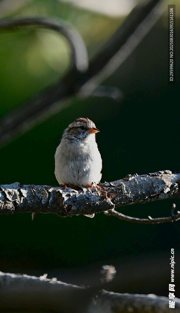 枝头小鸟