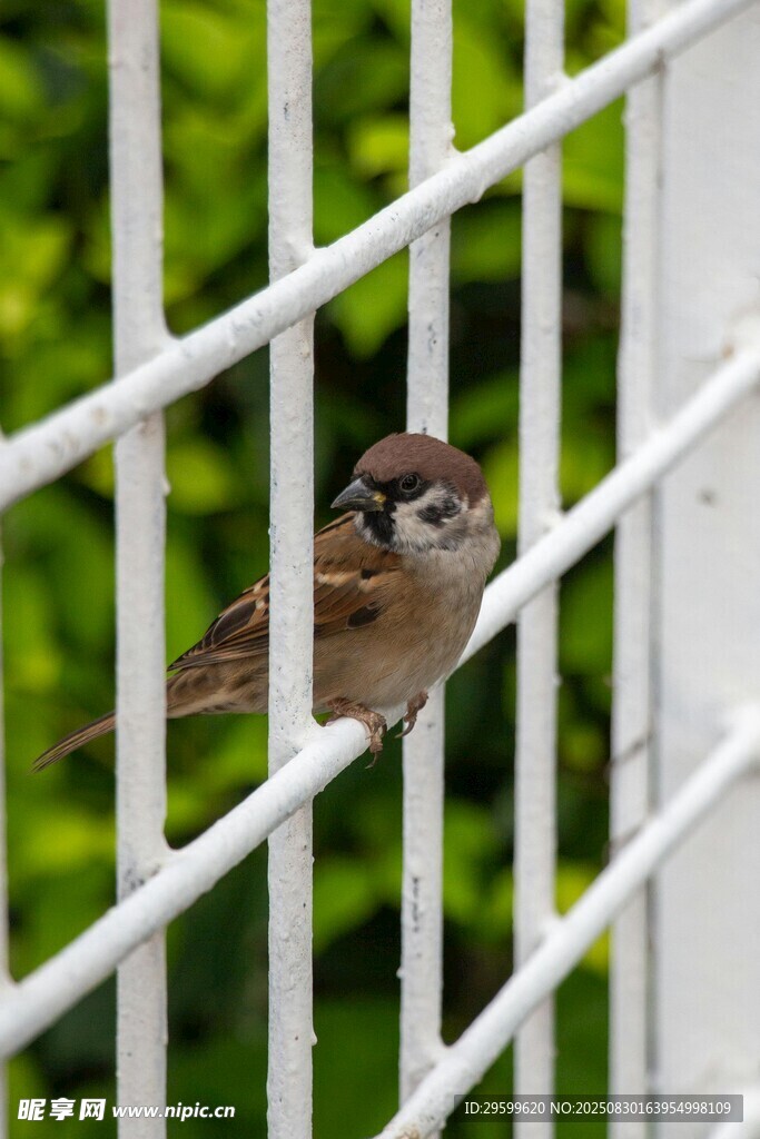 小鸟探身于白色栅栏间