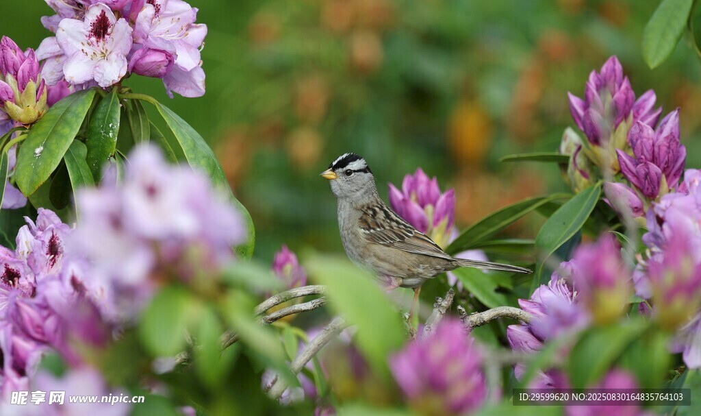 蜂鸟鹰蛾花间采蜜