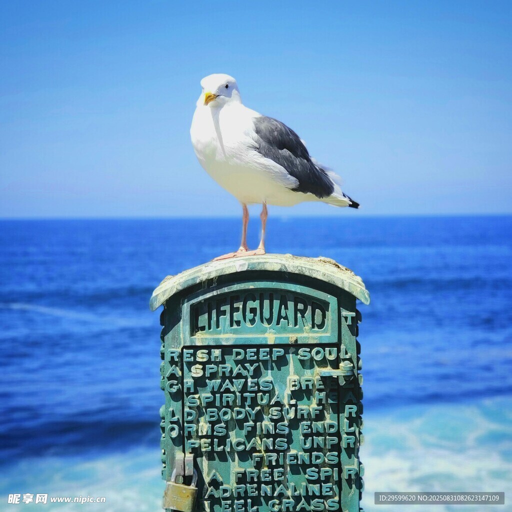 海鸥立于路牌上赏海景