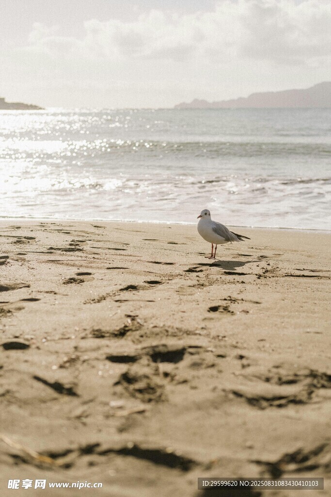 沙滩上的海鸥