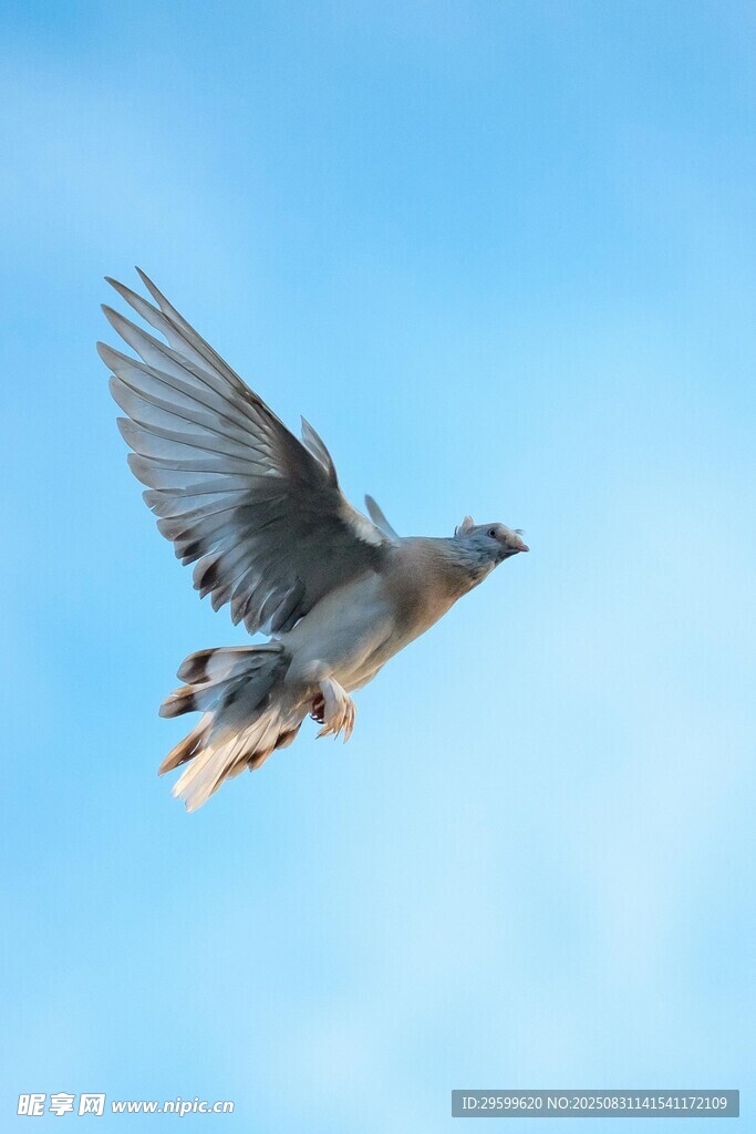 蓝天中展翅飞翔的鸽子