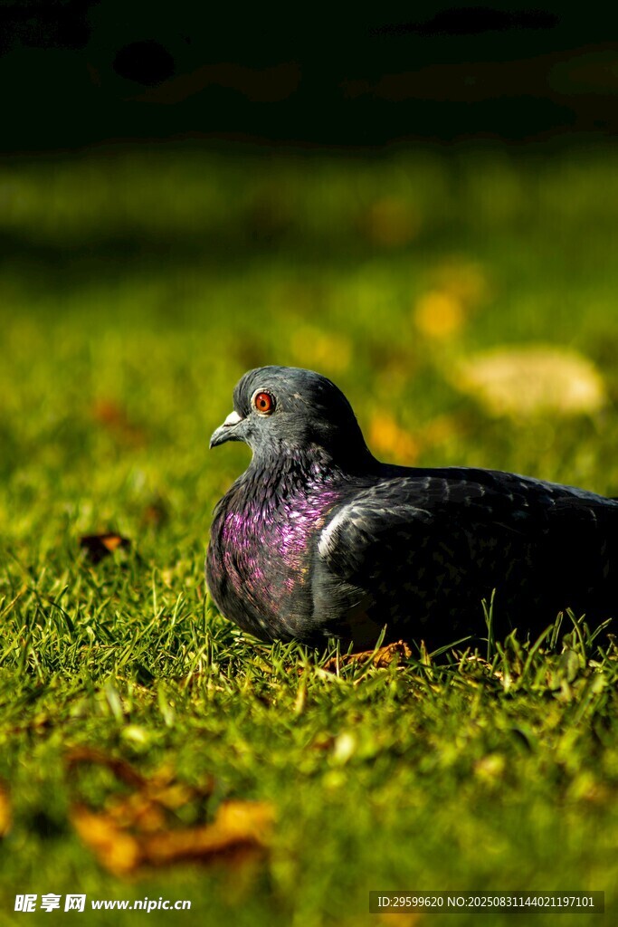 草地上休憩的灰紫色鸽子