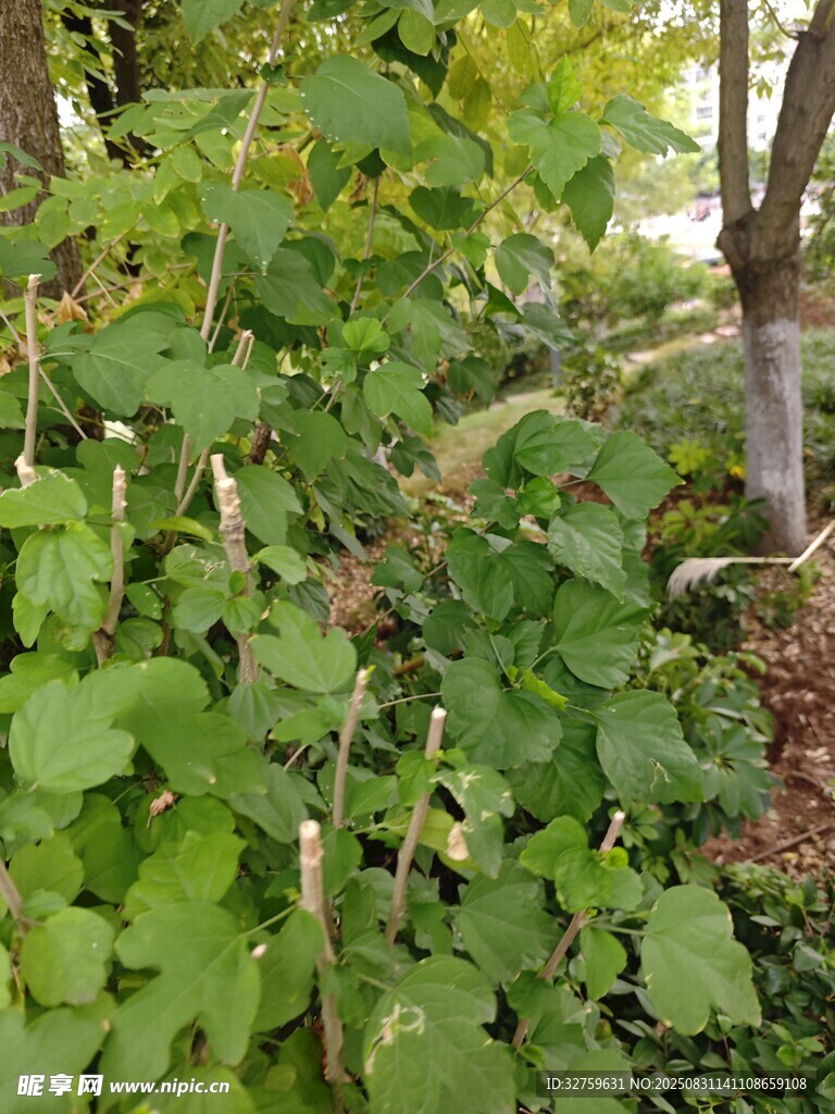 绿叶繁茂的植物景观