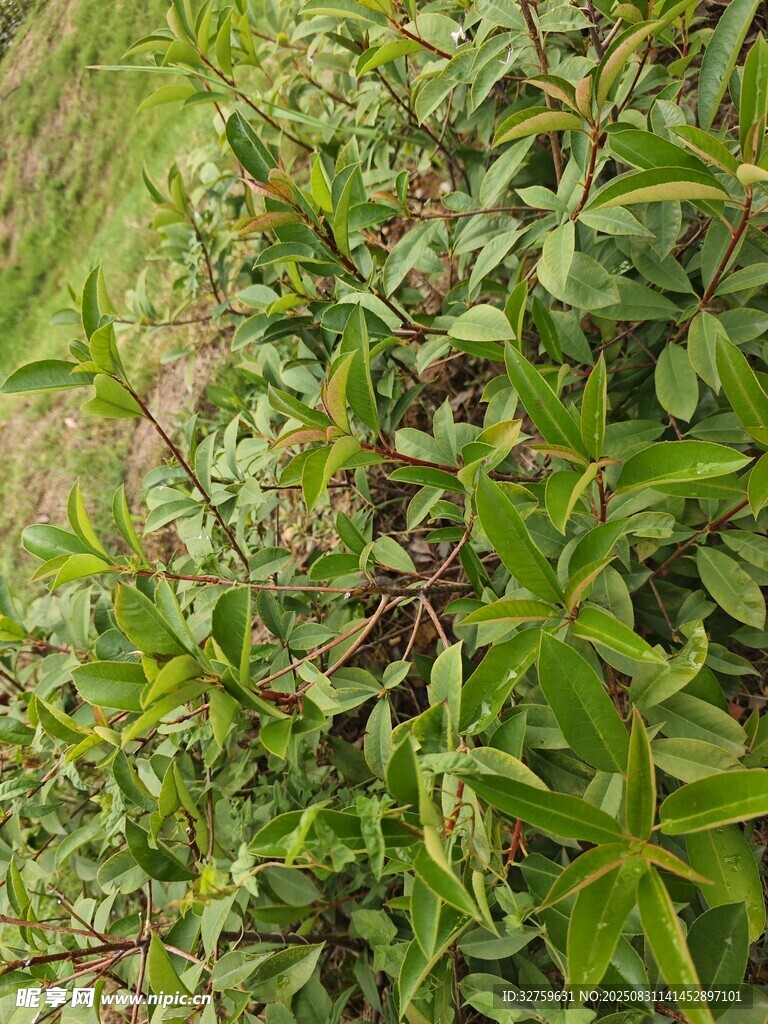 绿叶繁茂的植物景观