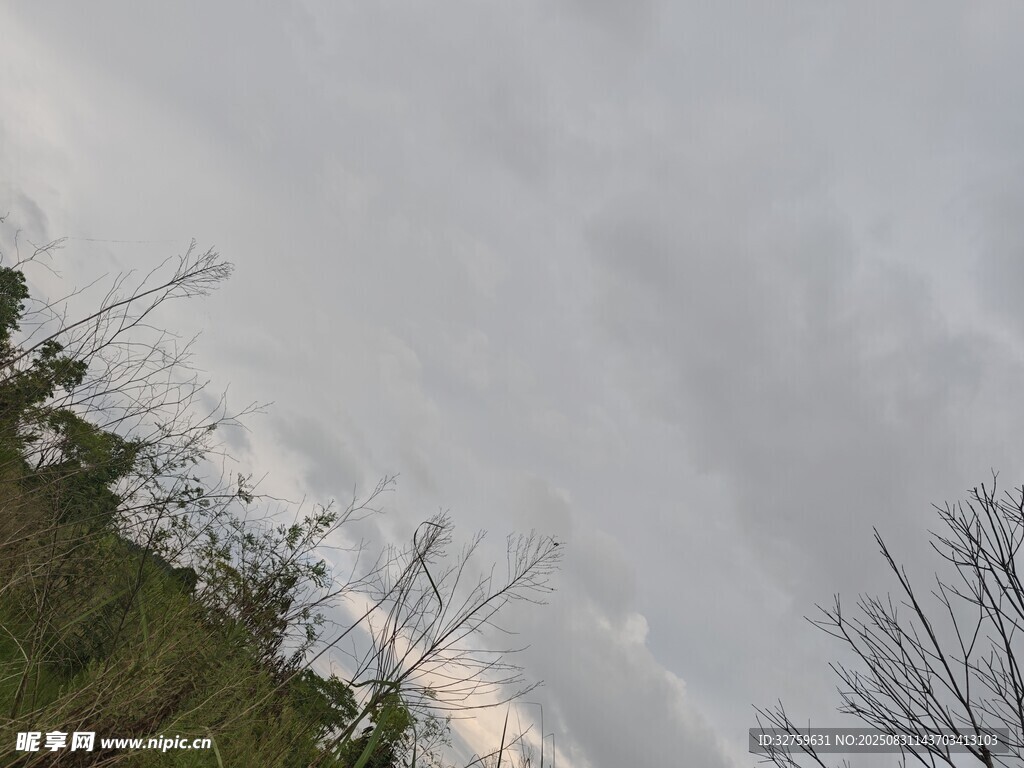 阴天中的草木与朦胧天空