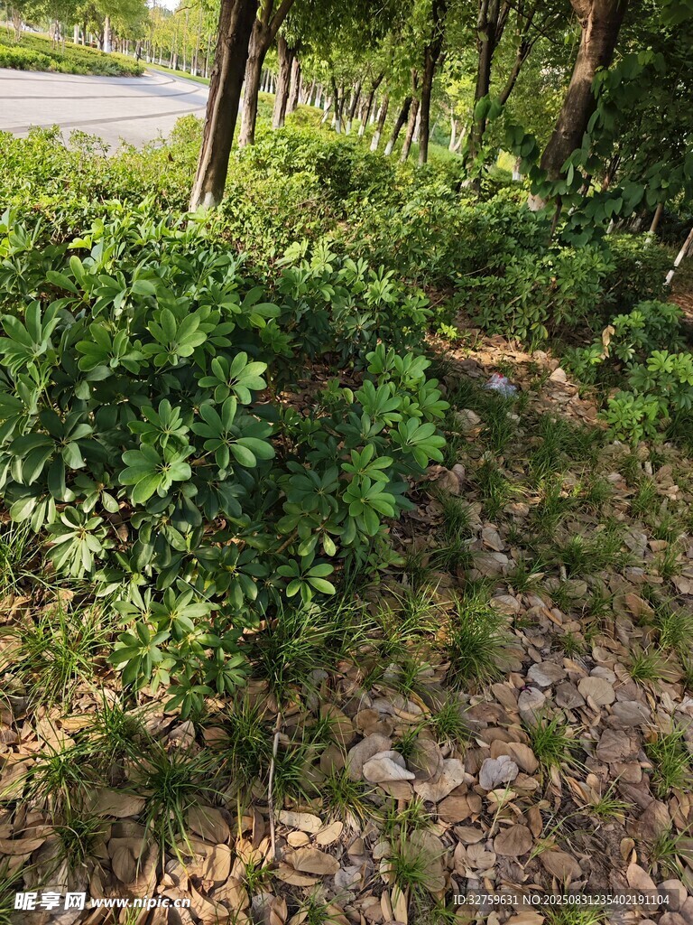 户外繁茂绿植与碎石小路