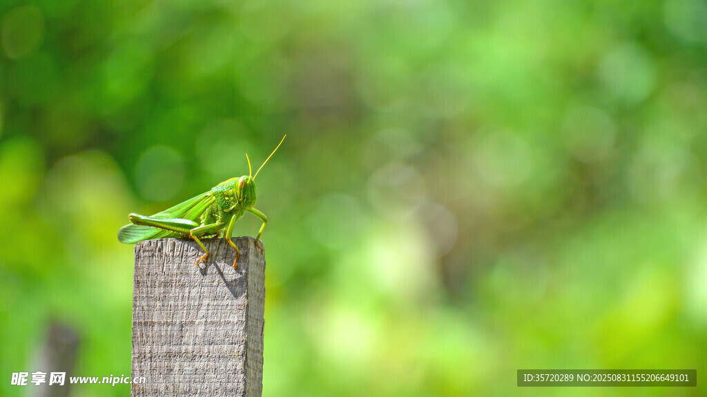 绿鹦鹉栖息于木桩之上