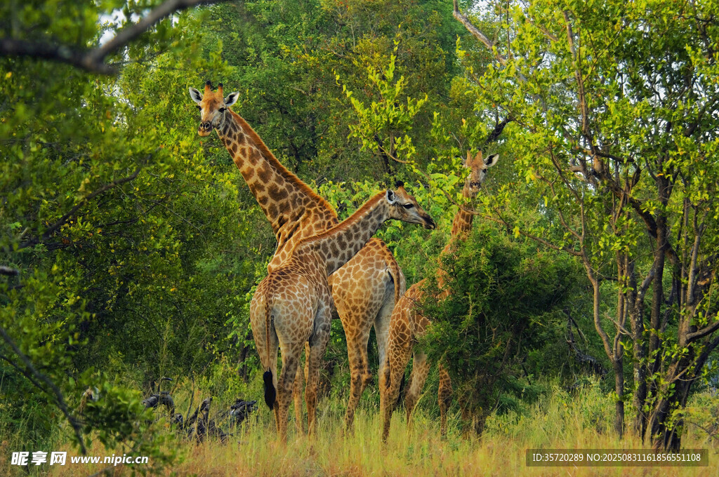 草原上的长颈鹿