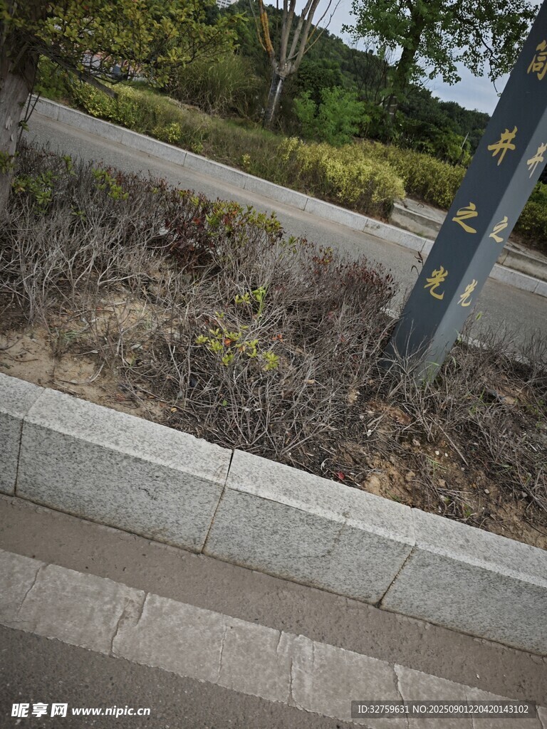 路边绿化带及低矮植被