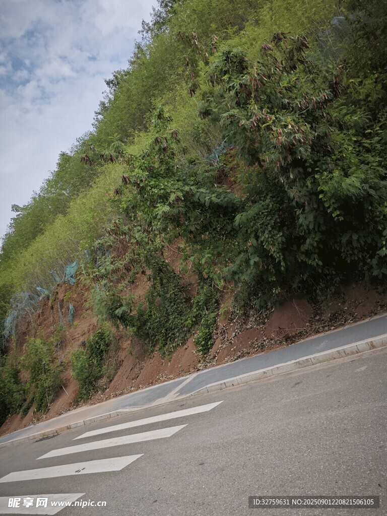 公路旁绿意盎然的山坡