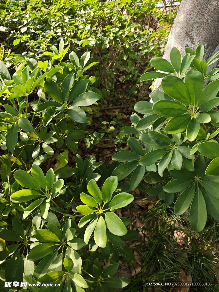 绿叶繁茂的植物景观