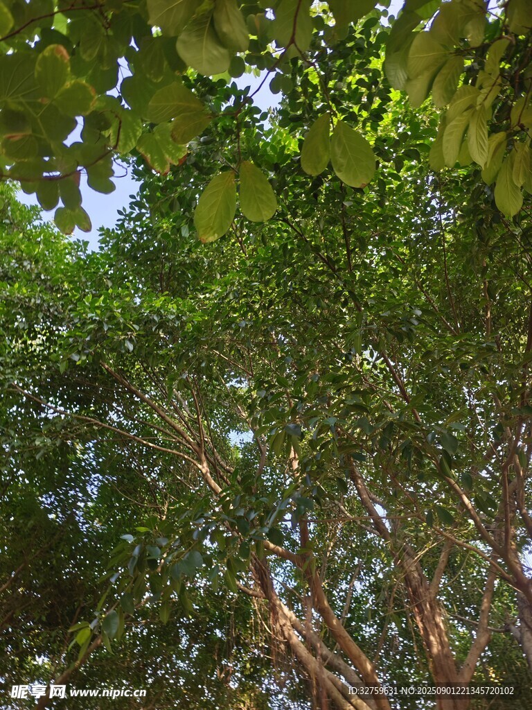 繁茂树林间的绿意景致