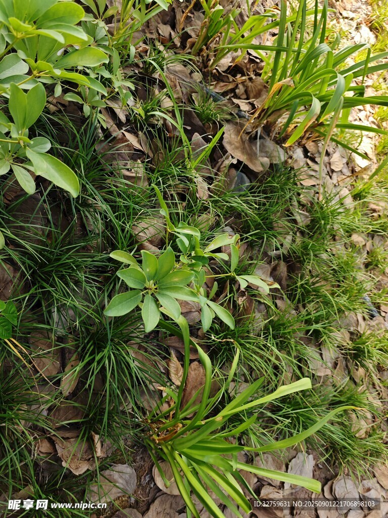 地面绿植景观特写