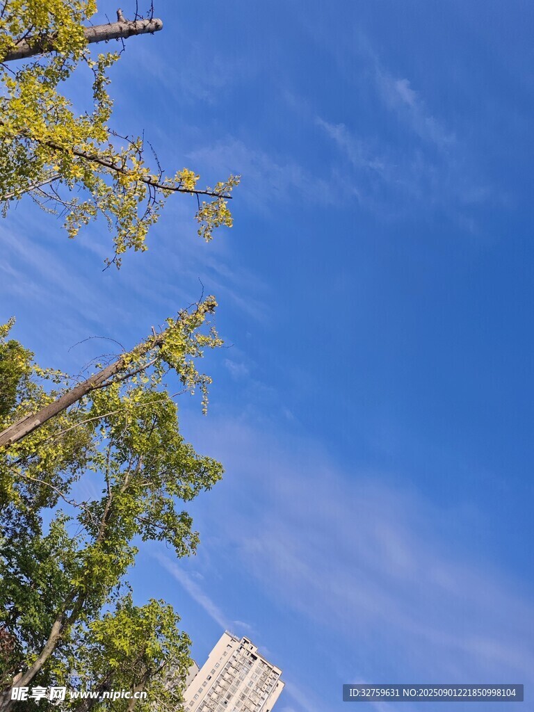 蓝天绿树间的清新景致