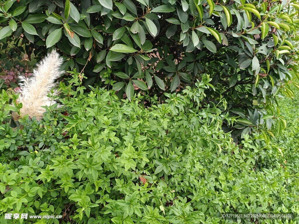 绿叶繁茂的植物景观