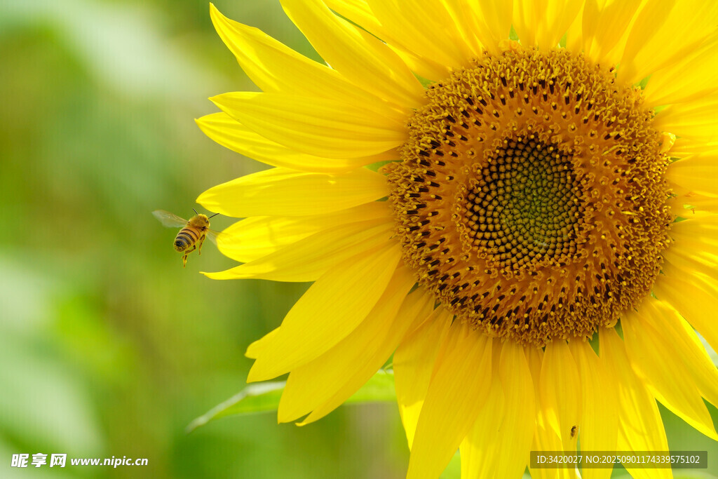 向日葵与蜜蜂