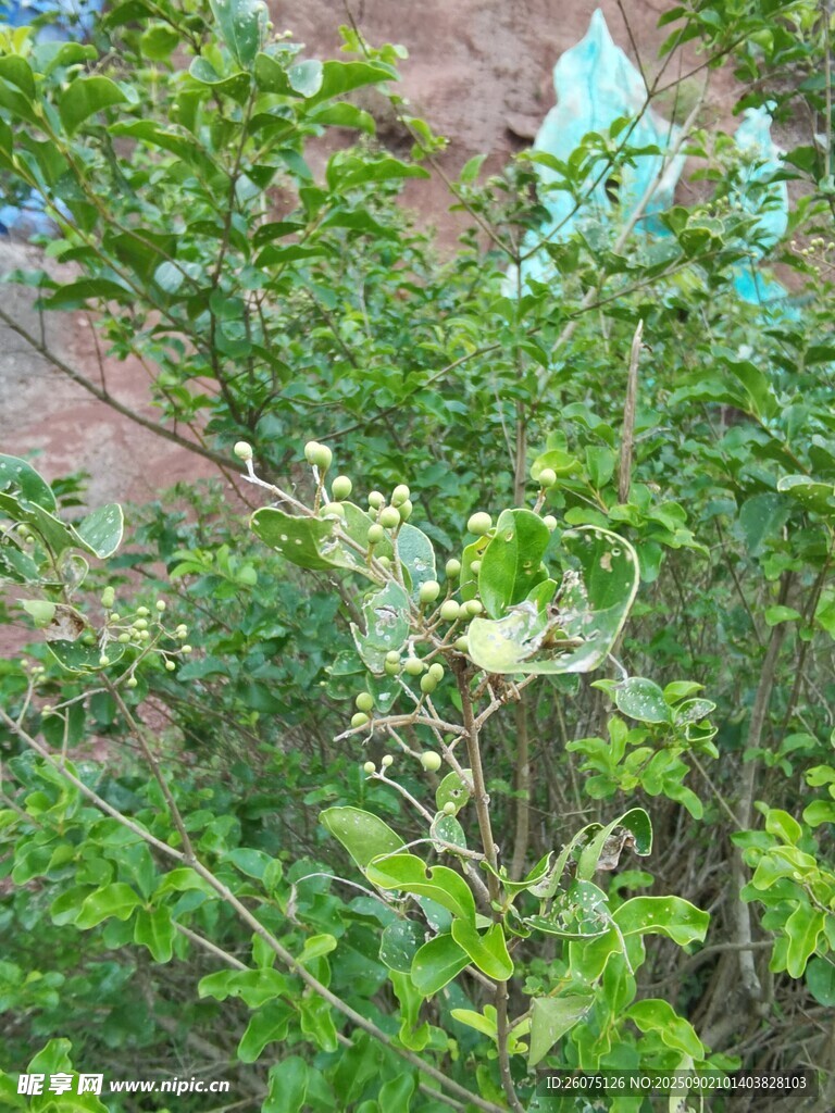 绿叶繁茂的植物景观