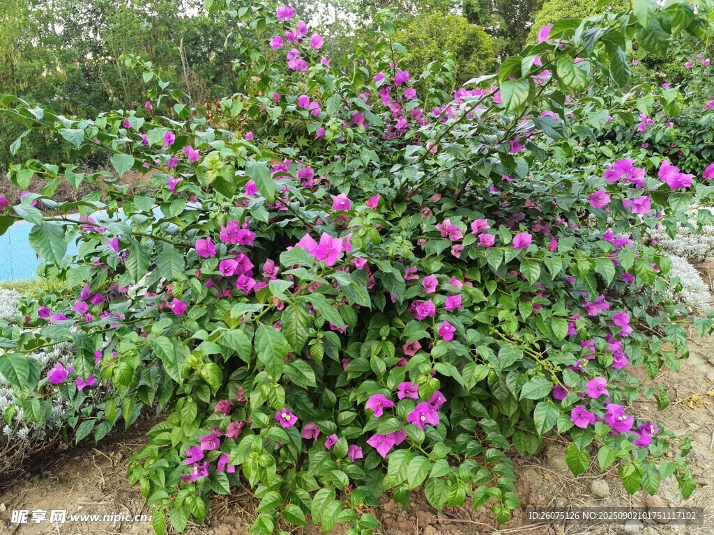 绽放的紫色三角梅景观