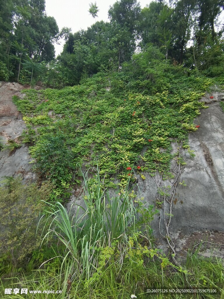 山坡上繁茂的绿色植被