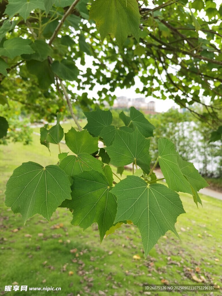 绿叶繁茂的户外景致