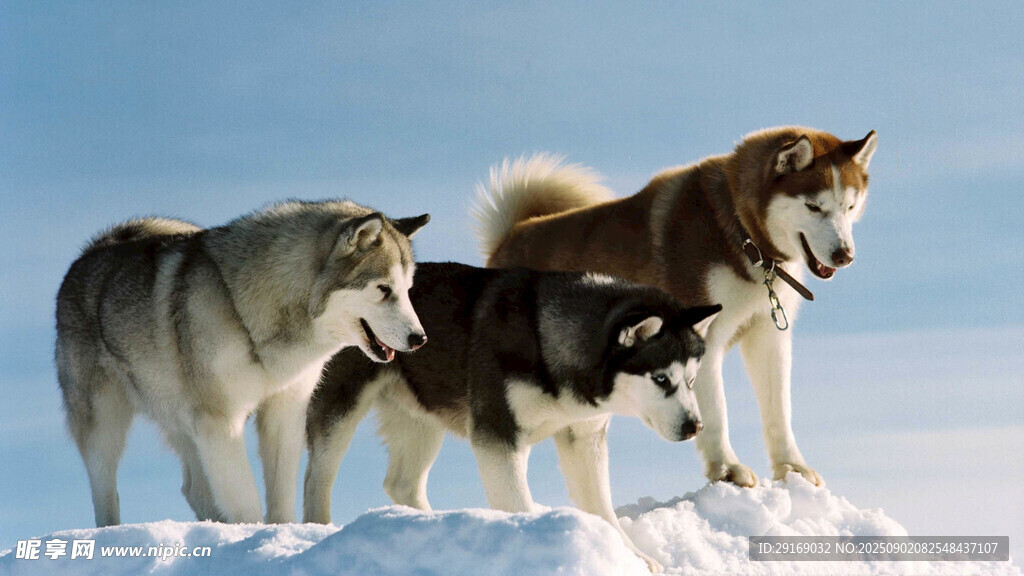 雪地上的三只威风凛凛的狼